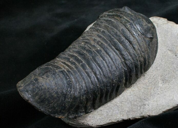 Huge Wenndorfia Trilobite - #8315